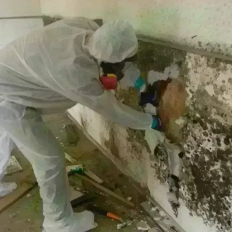 Mold Remediation and Removal in Salinas, PR